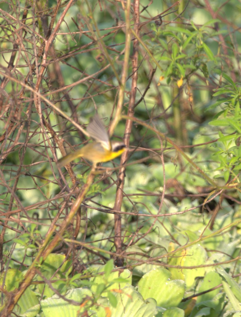 Common Yellowthroat - ML644334382