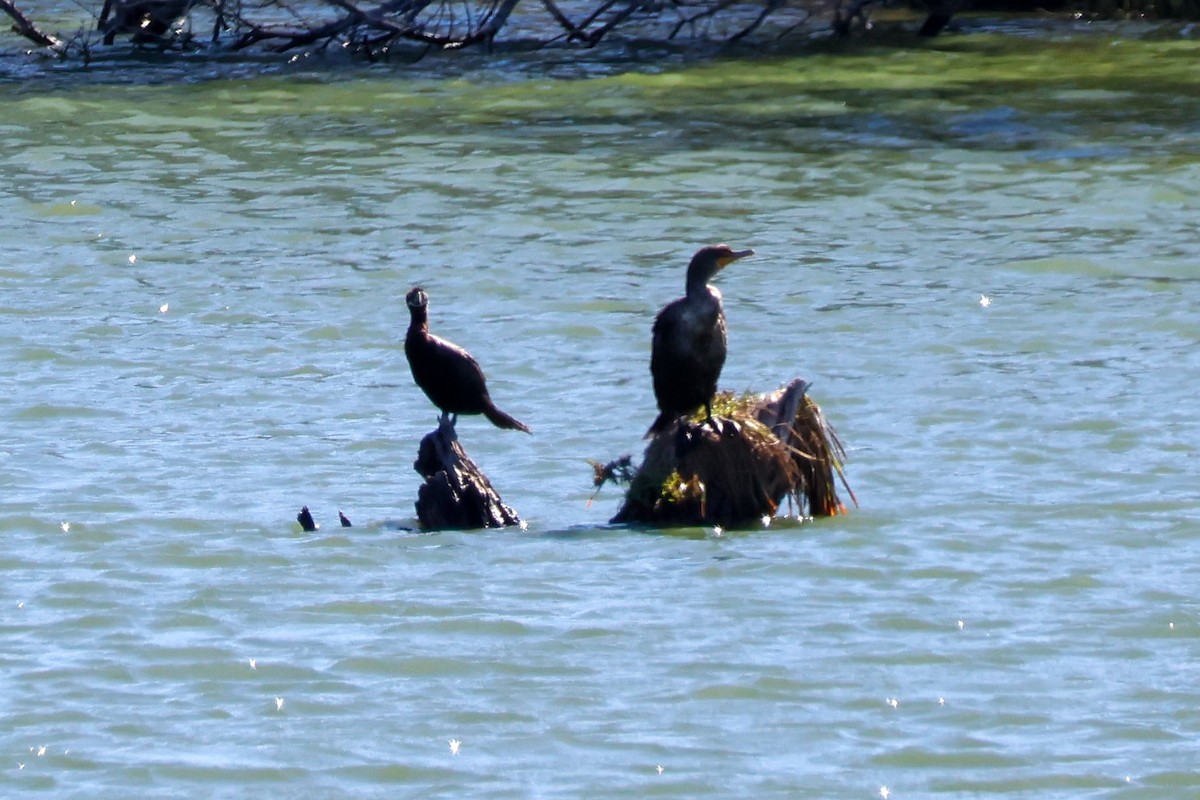 totoppskarv - ML644334383