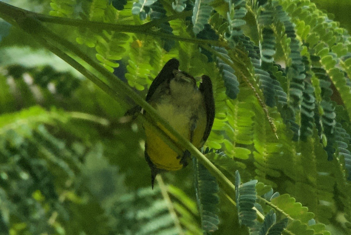 Sucrier à ventre jaune - ML644334391