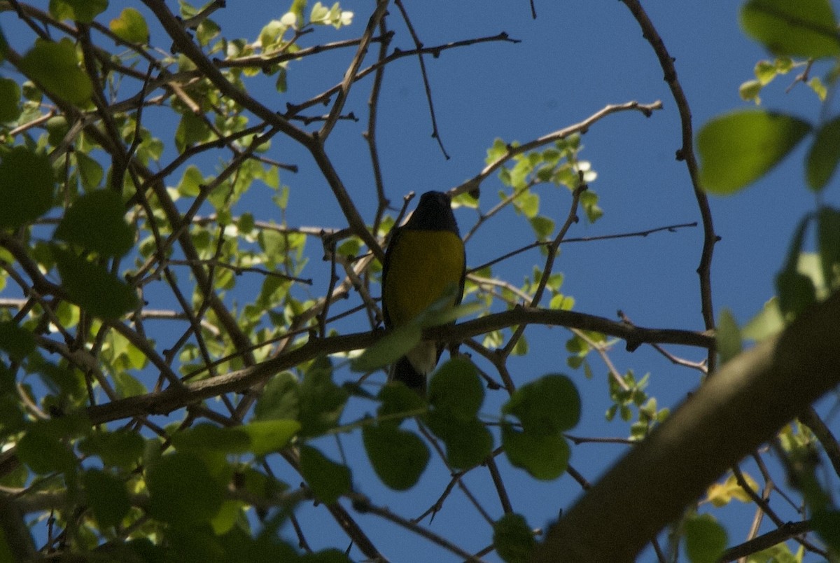 Sucrier à ventre jaune - ML644334392