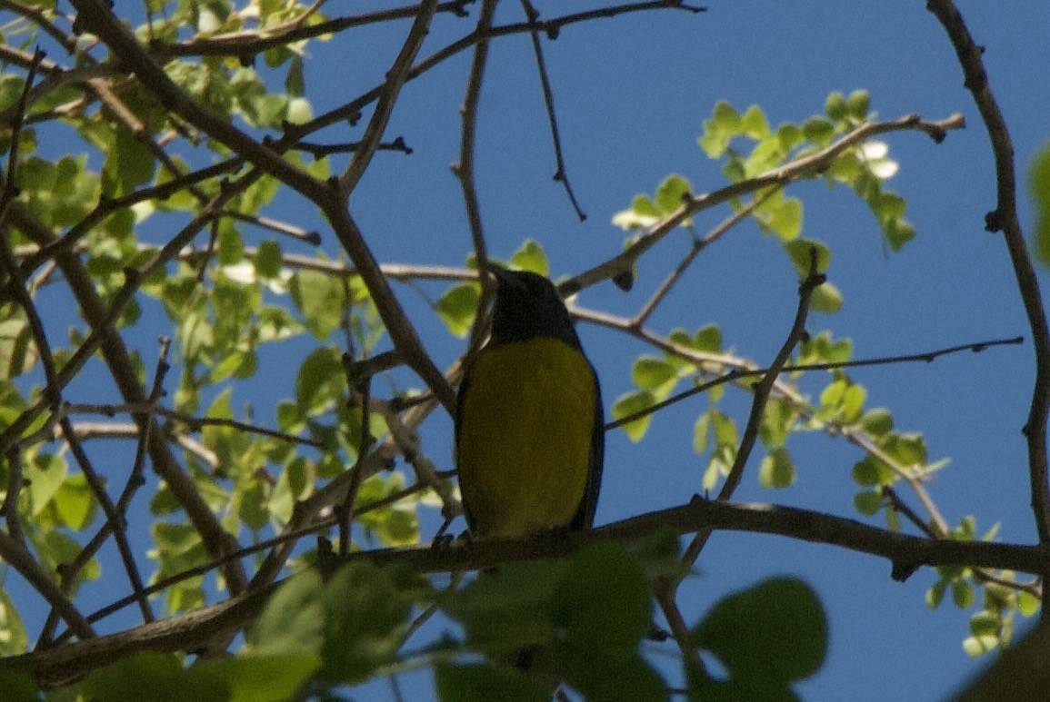 Sucrier à ventre jaune - ML644334393