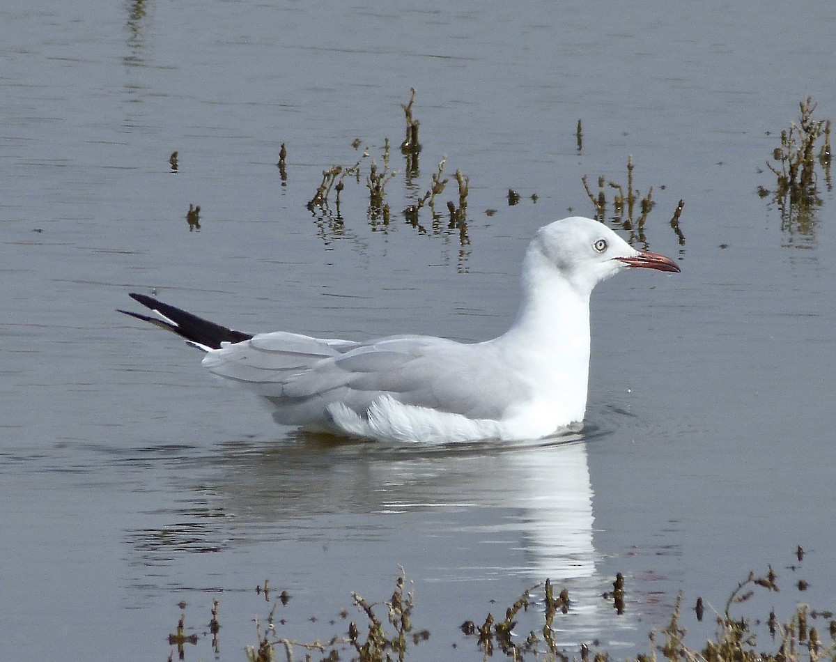 Gray-hooded Gull - ML644334404