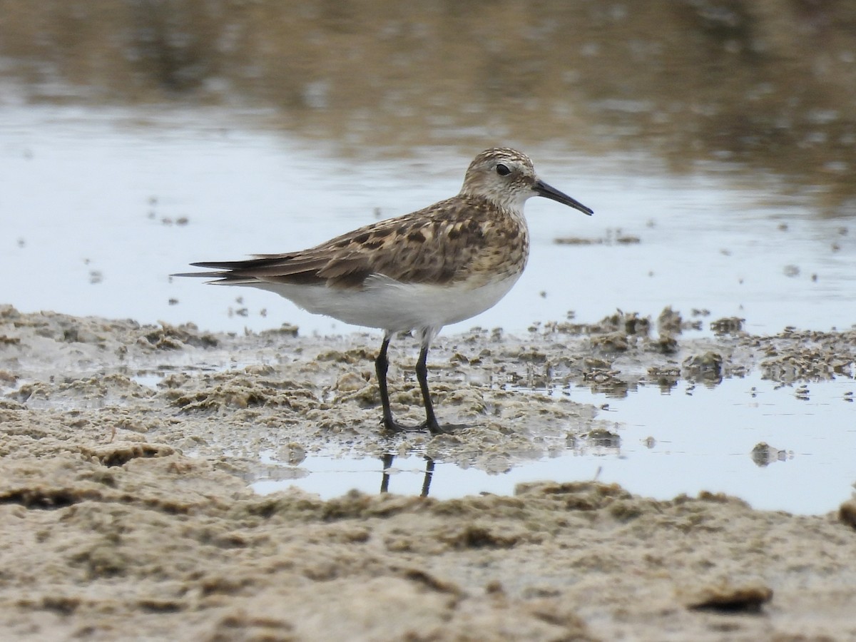 Baird's Sandpiper - ML644334405