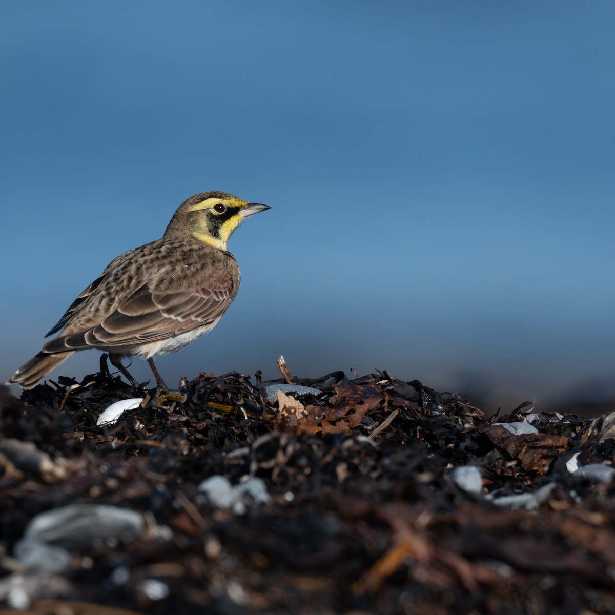 Эвэрт болжмор - ML644334407