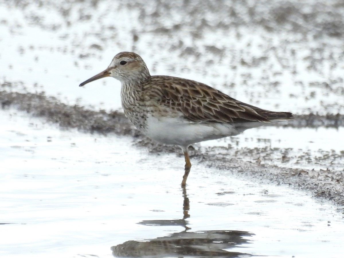 Pectoral Sandpiper - ML644334418