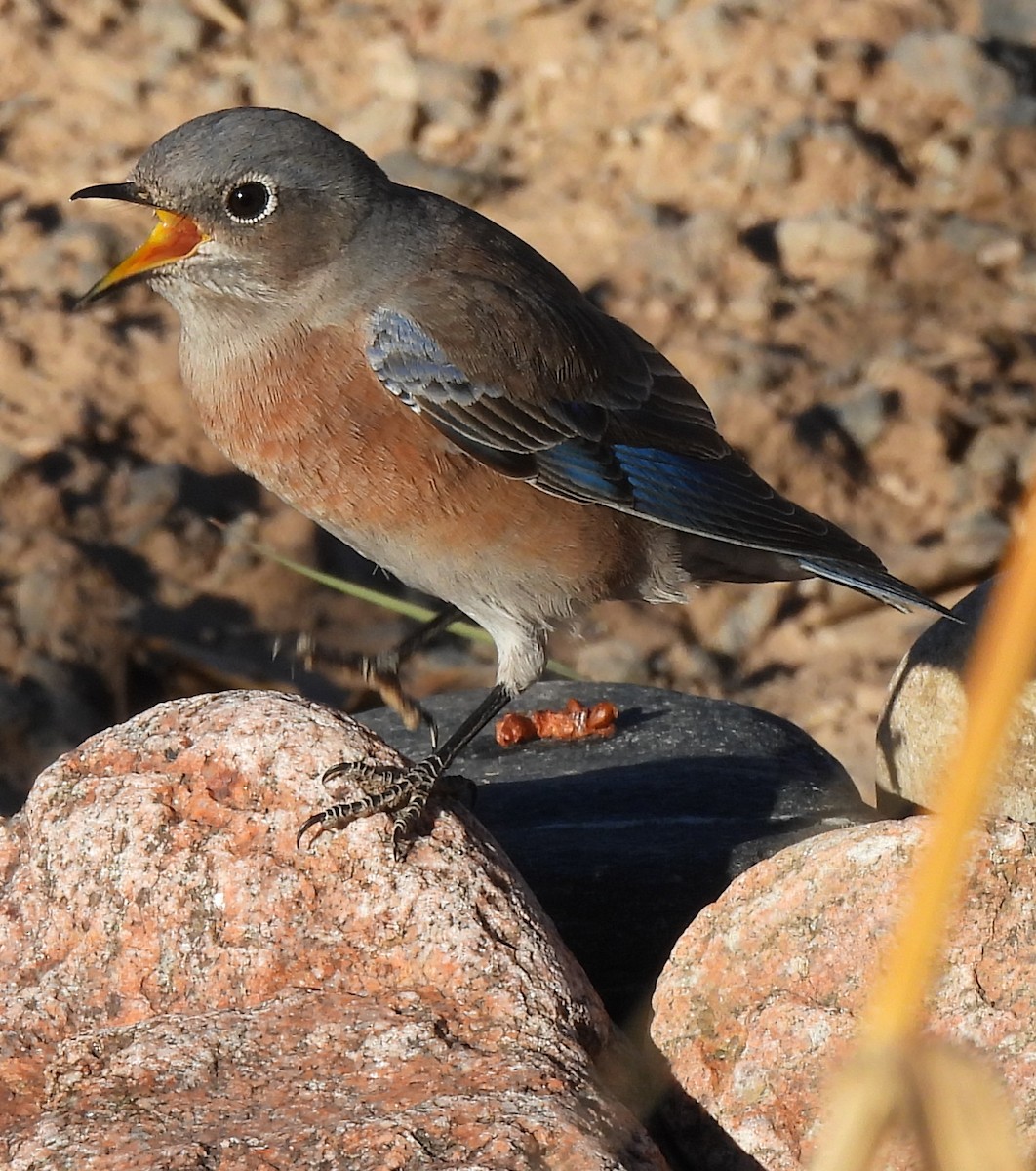 salašník západní - ML644334419