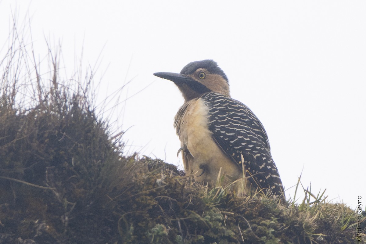 Andean Flicker - ML644334424