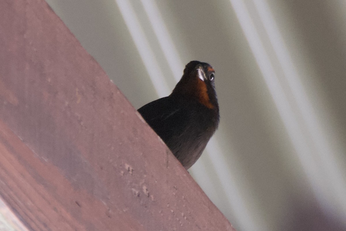 Lesser Antillean Bullfinch - ML644334433