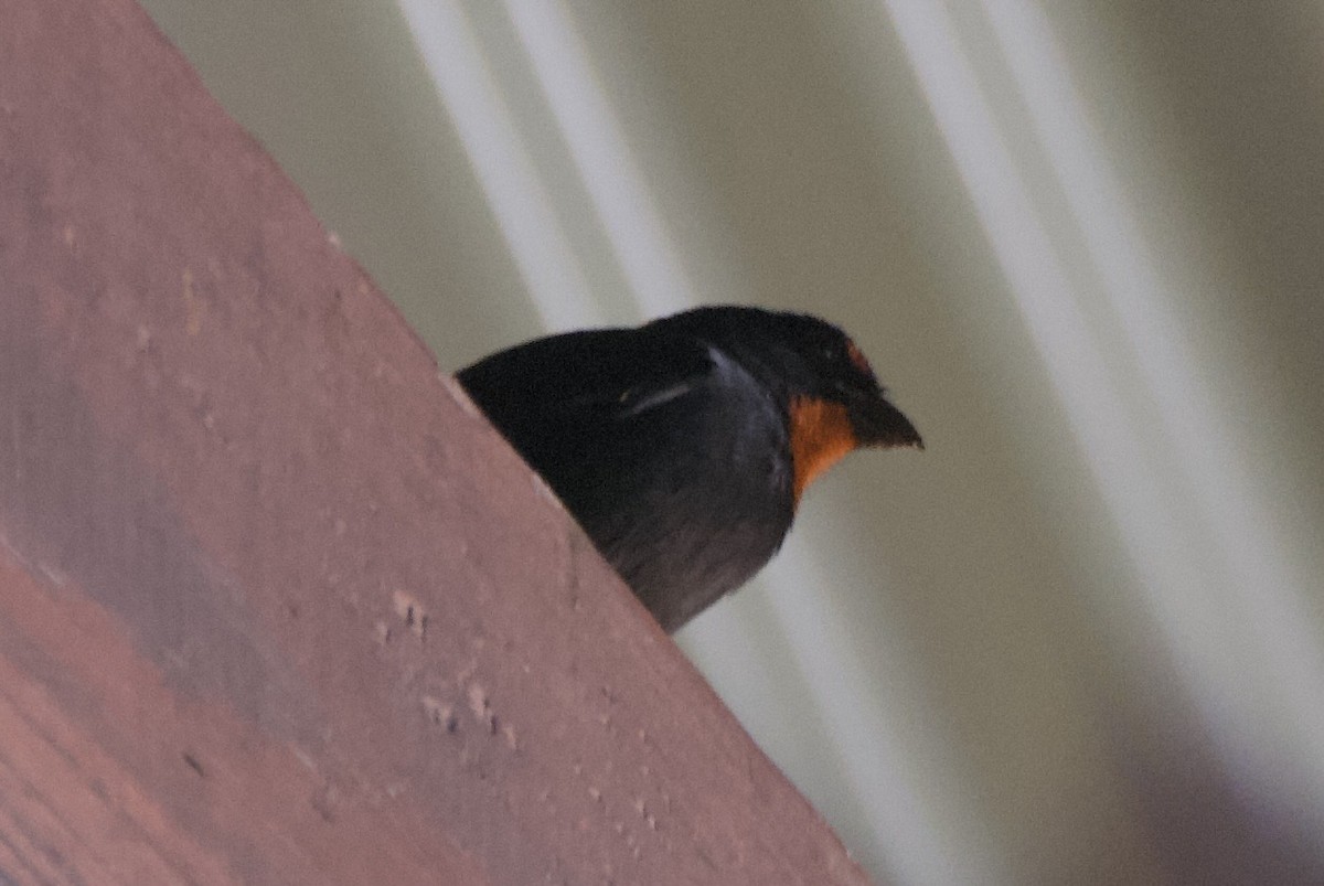 Lesser Antillean Bullfinch - ML644334434