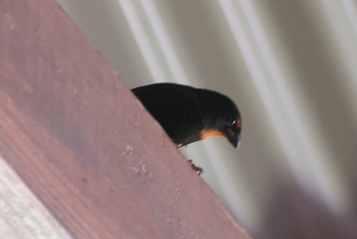 Lesser Antillean Bullfinch - ML644334435