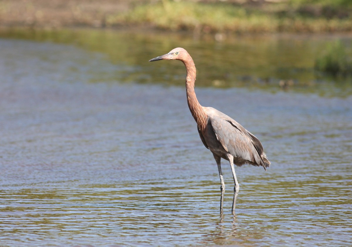 Reddish Egret - ML644334437
