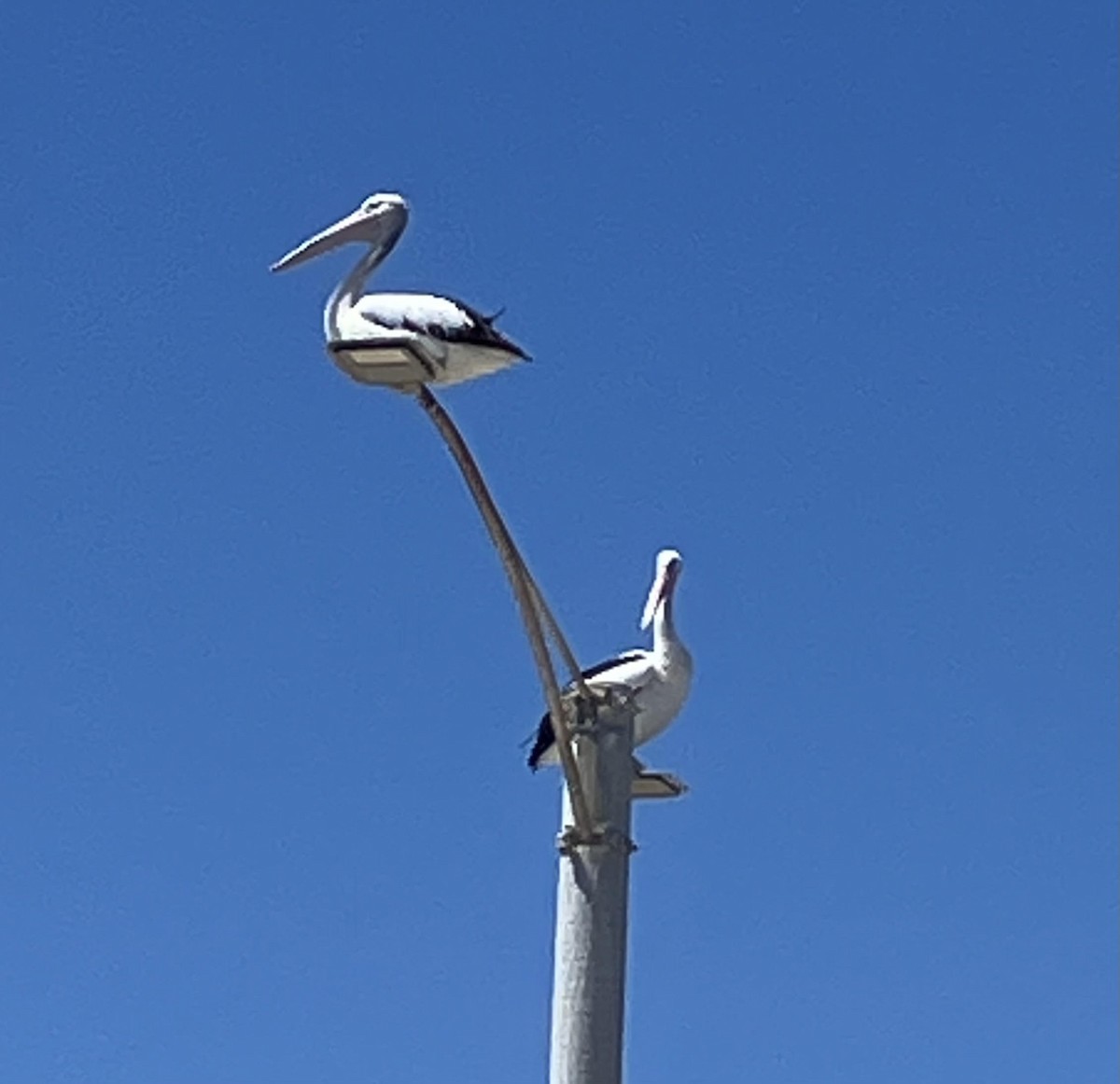 Australian Pelican - ML644334441