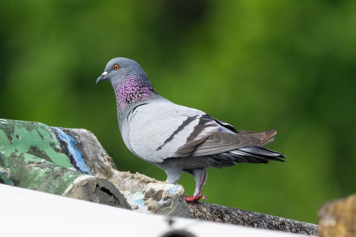 Rock Pigeon (Feral Pigeon) - ML644334442