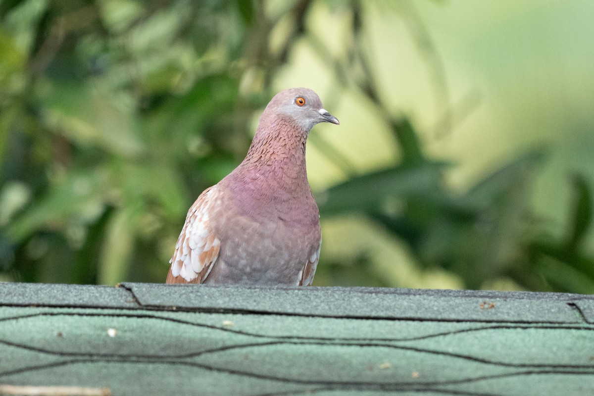 Rock Pigeon (Feral Pigeon) - ML644334443
