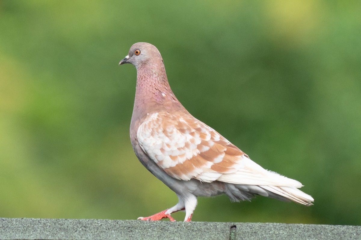 Rock Pigeon (Feral Pigeon) - ML644334444