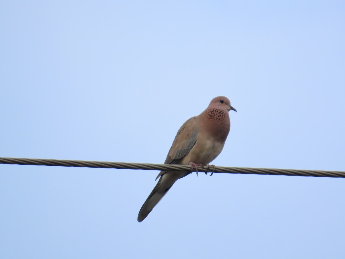 Tortora delle palme - ML644334453