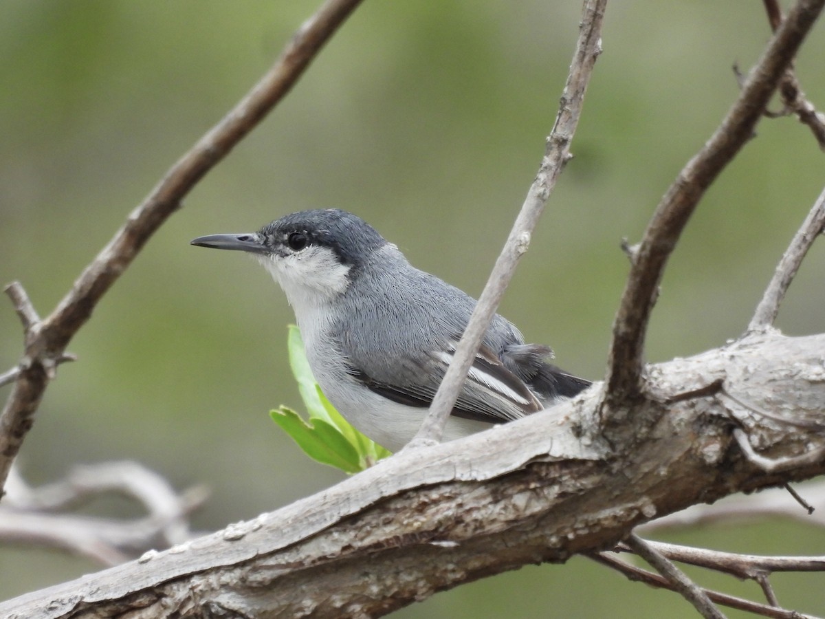 White-lored Gnatcatcher - ML644334460