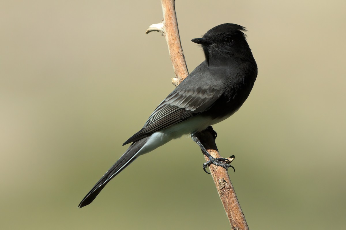 Black Phoebe - ML644334462
