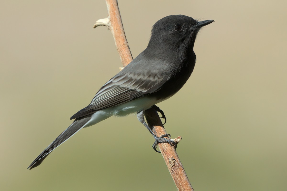Black Phoebe - ML644334463
