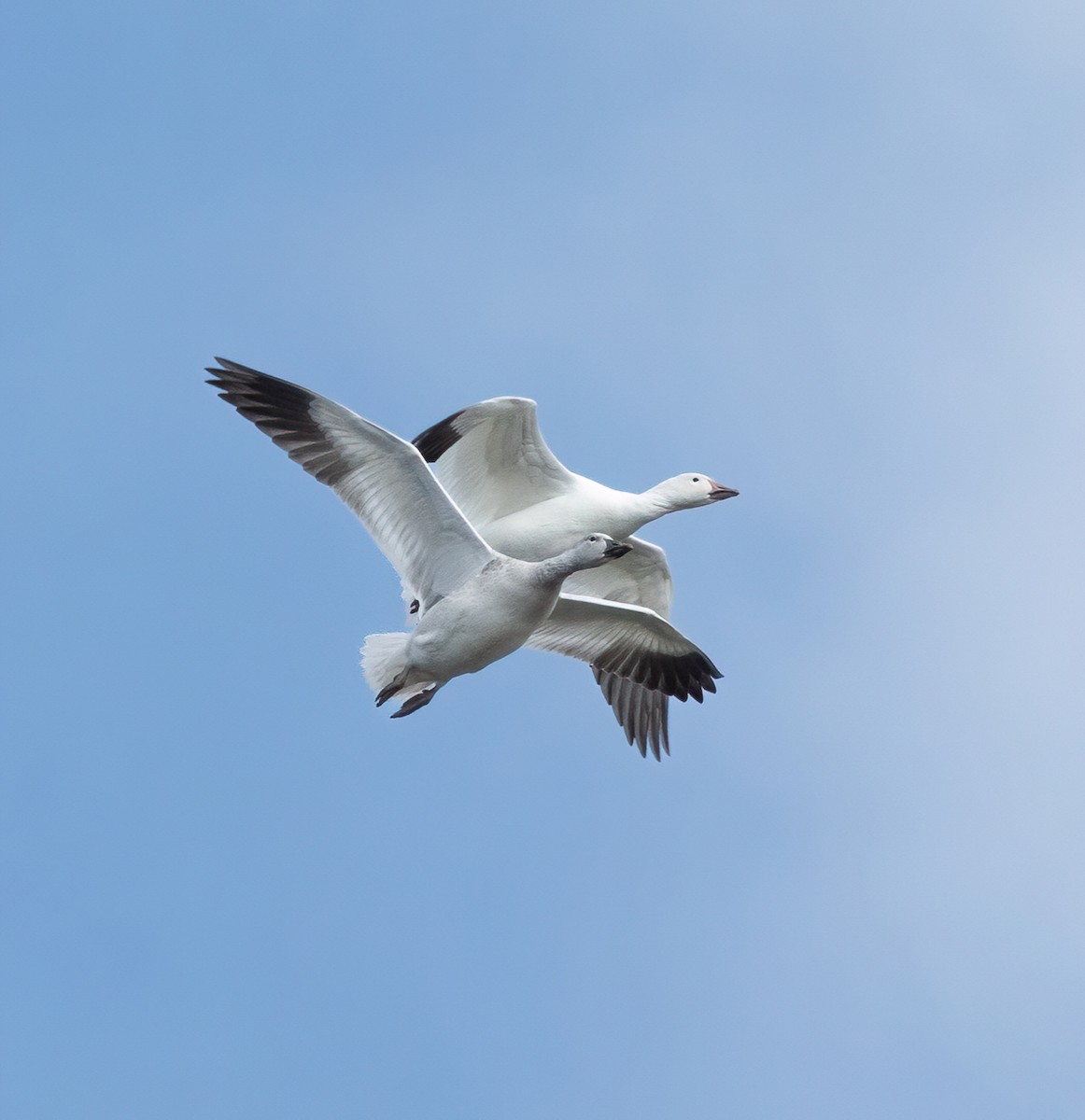 Snow Goose - ML644334465