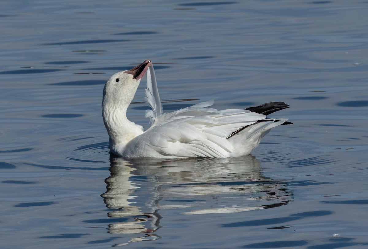 Snow Goose - ML644334466