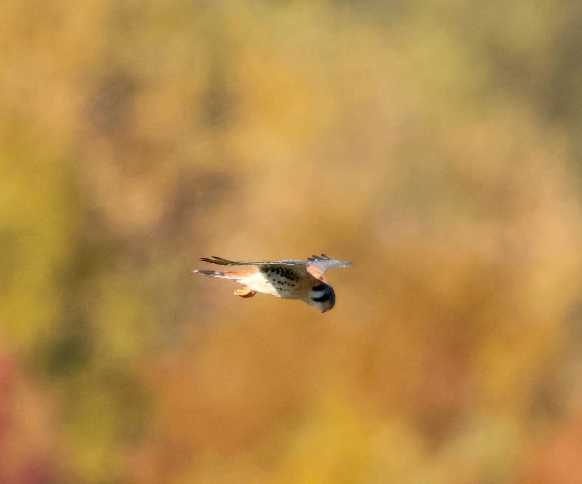 American Kestrel - ML644334469