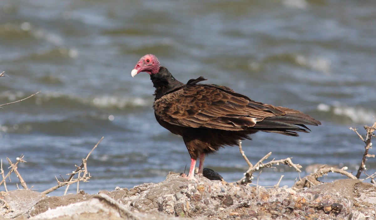 Turkey Vulture - ML644334470