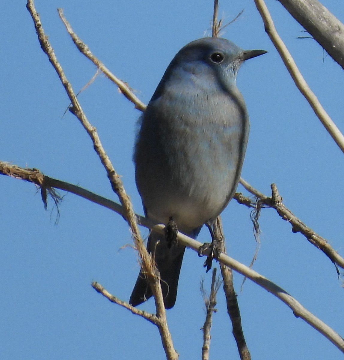 Mountain Bluebird - ML644334471