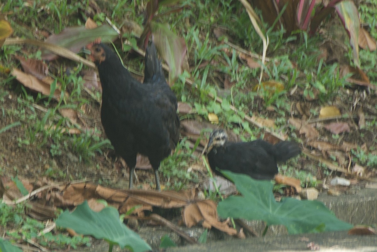 Red Junglefowl - ML644334472