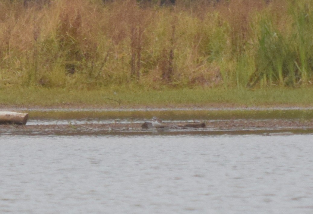 Killdeer - ML644334473