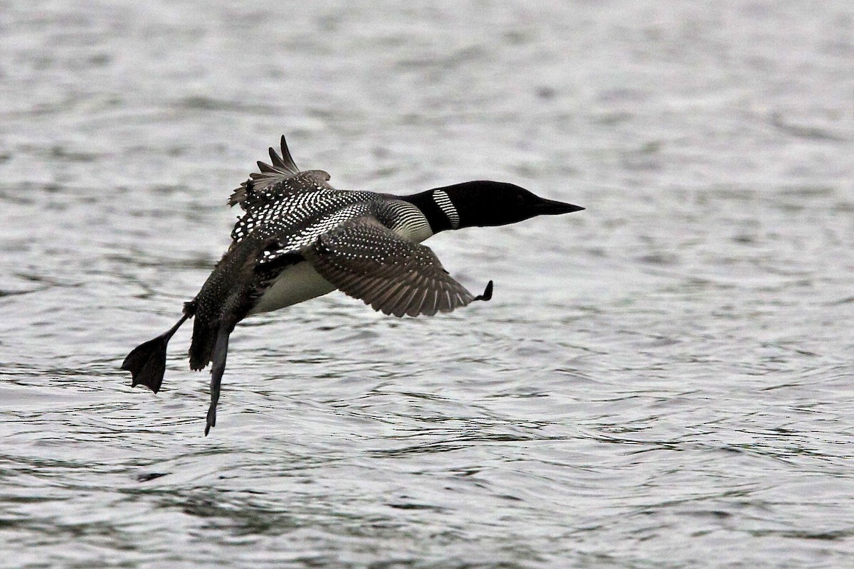 Common Loon - ML644334474