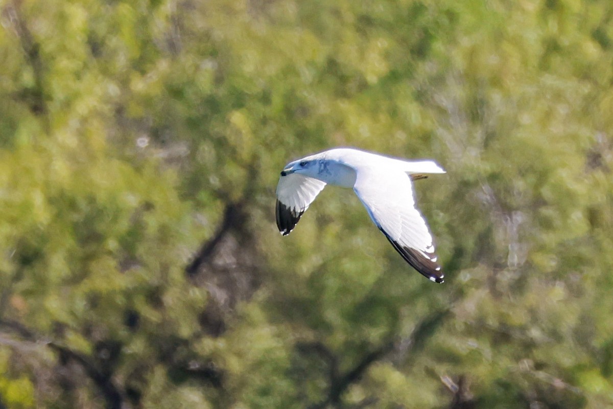 Ring-billed Gull - ML644334475