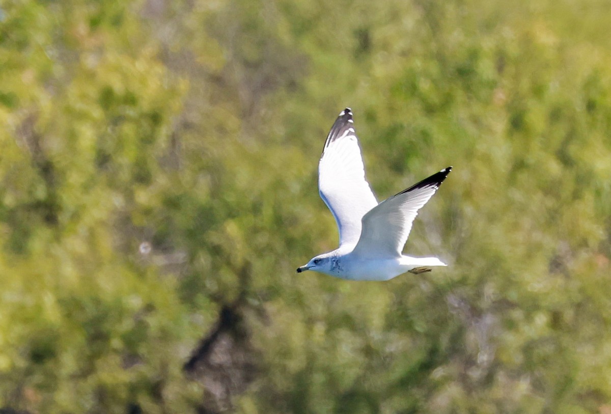Ring-billed Gull - ML644334476