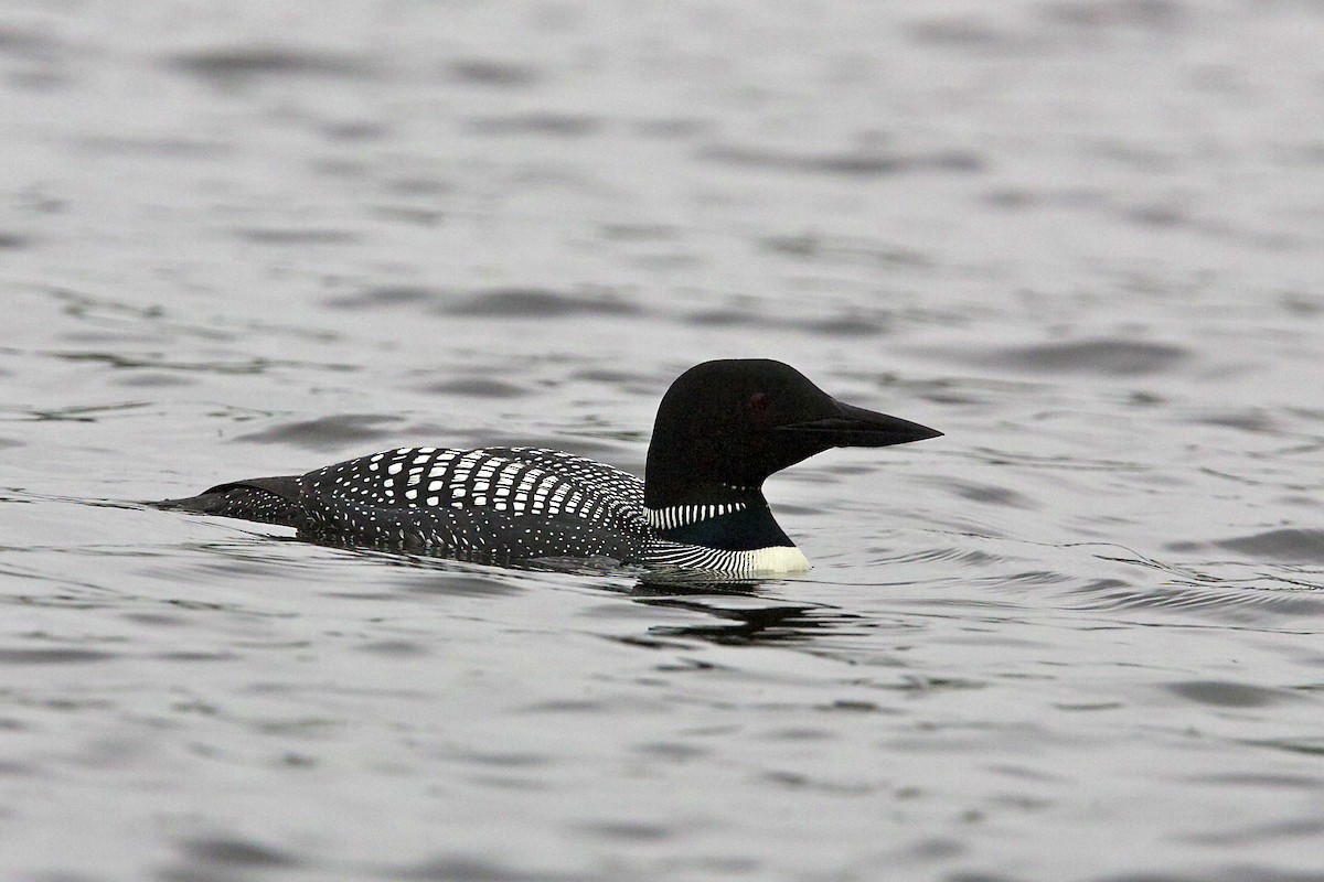 Common Loon - ML644334477