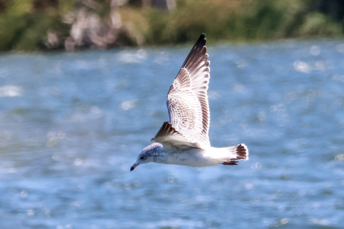 Ring-billed Gull - ML644334478