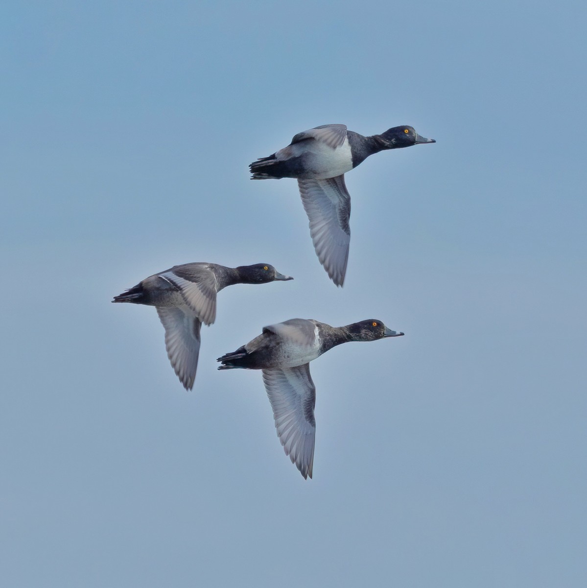 Ring-necked Duck - ML644334479