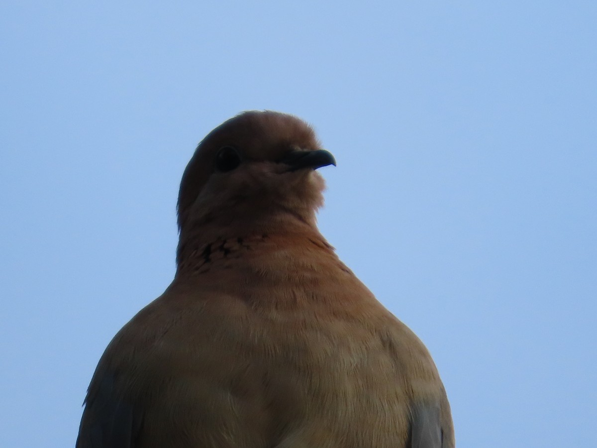 Tortora delle palme - ML644334481