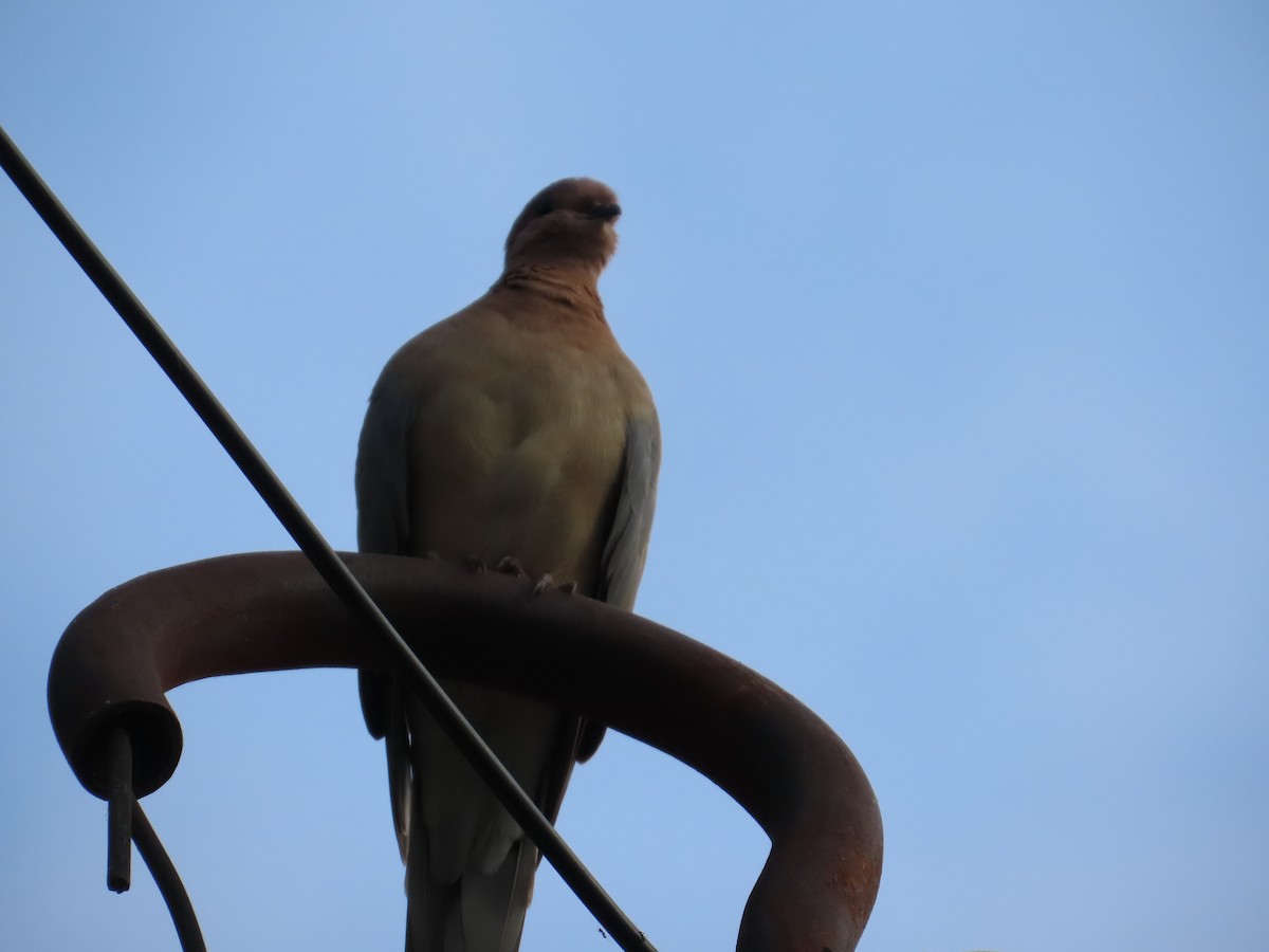 Tortora delle palme - ML644334482