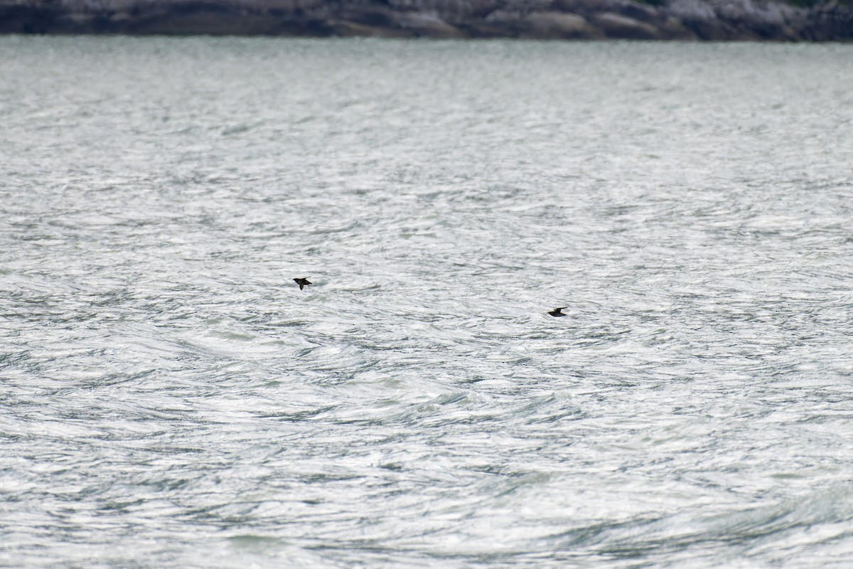 Marbled Murrelet - ML644334484