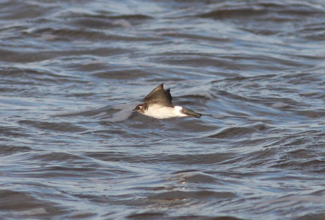 Violet-green Swallow - ML644334485