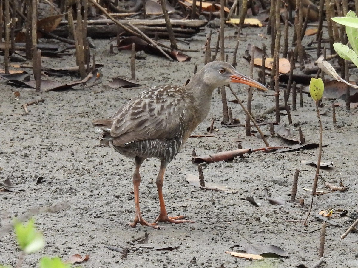 Mangrove Rail - ML644334491