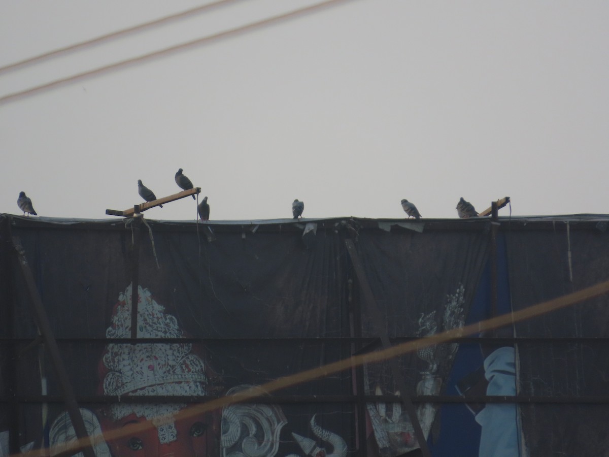 Rock Pigeon (Feral Pigeon) - ML644334492