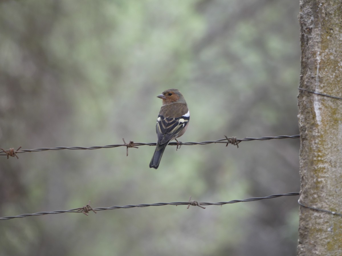 Common Chaffinch - ML644334494