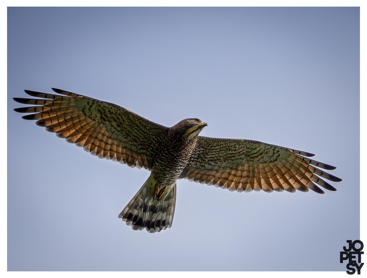Gray-faced Buzzard - ML644334506