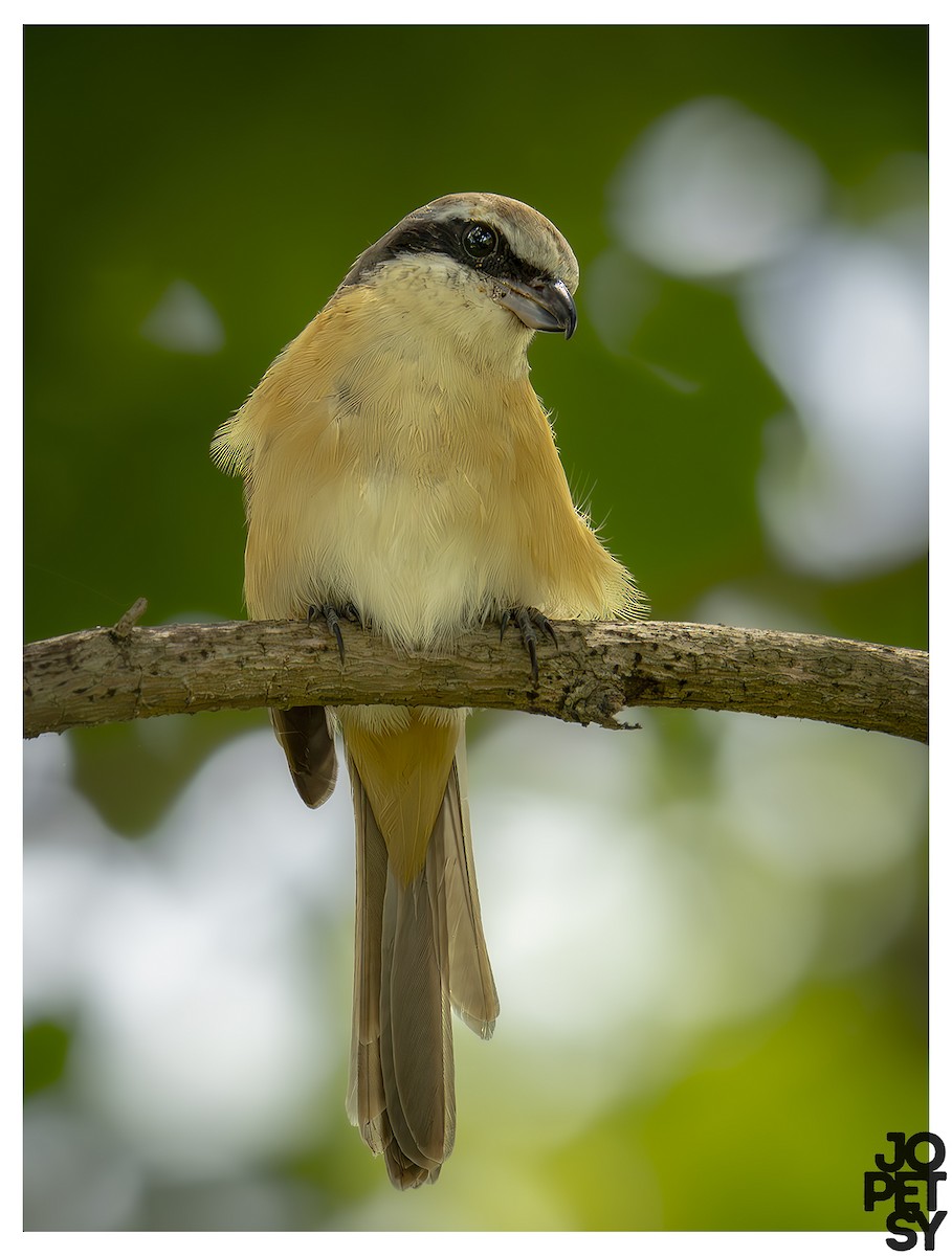 Brown Shrike - ML644334519