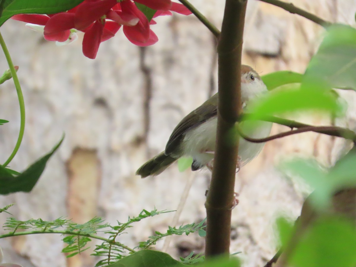 langstjertskredderfugl - ML644334521