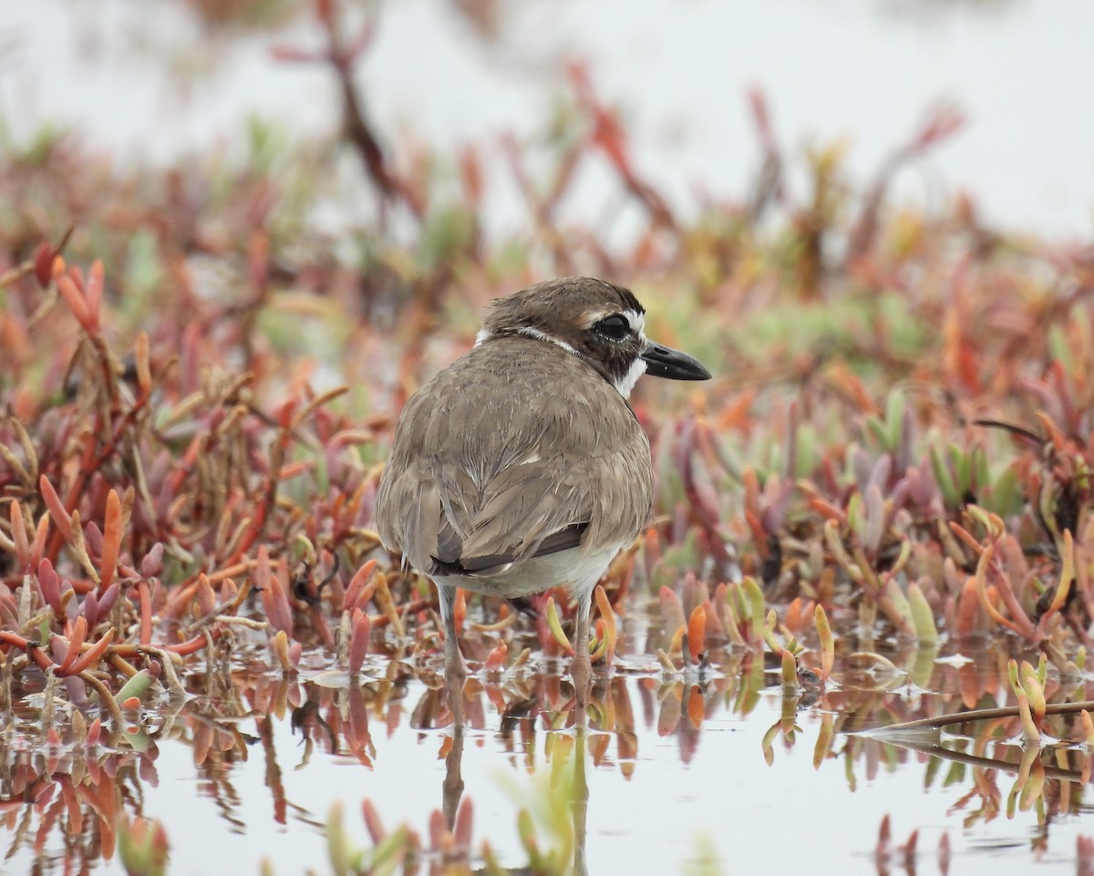 Wilson's Plover - ML644334522