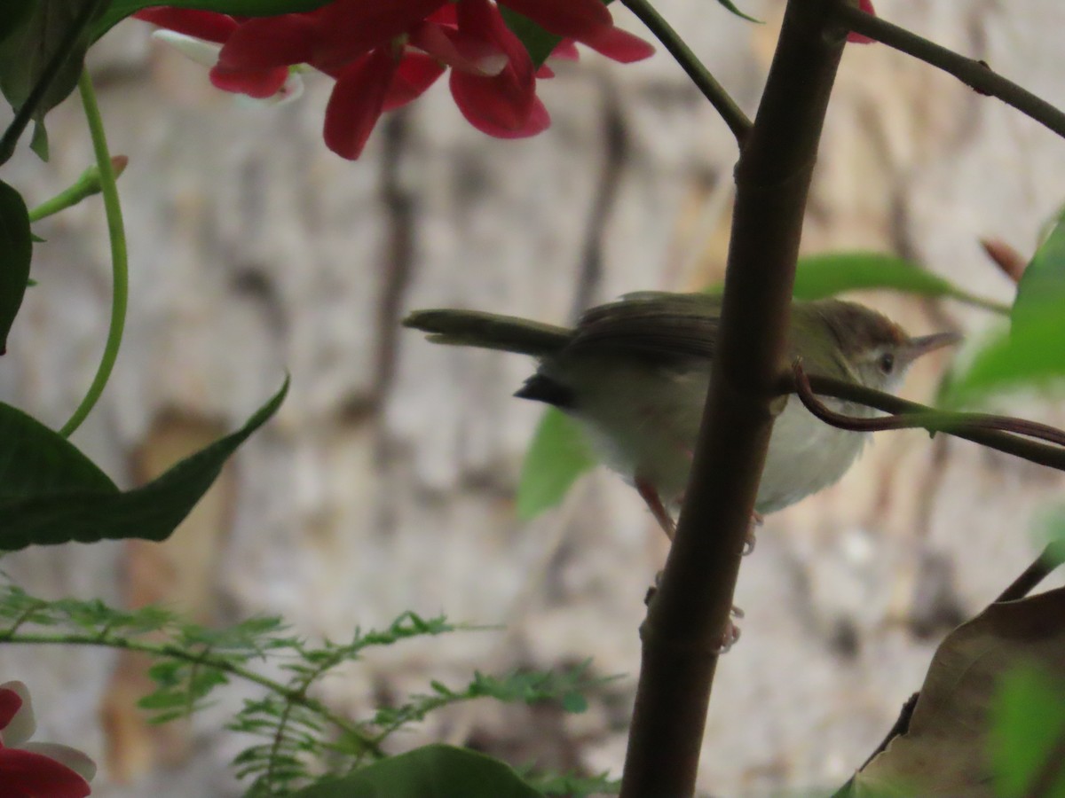 langstjertskredderfugl - ML644334523