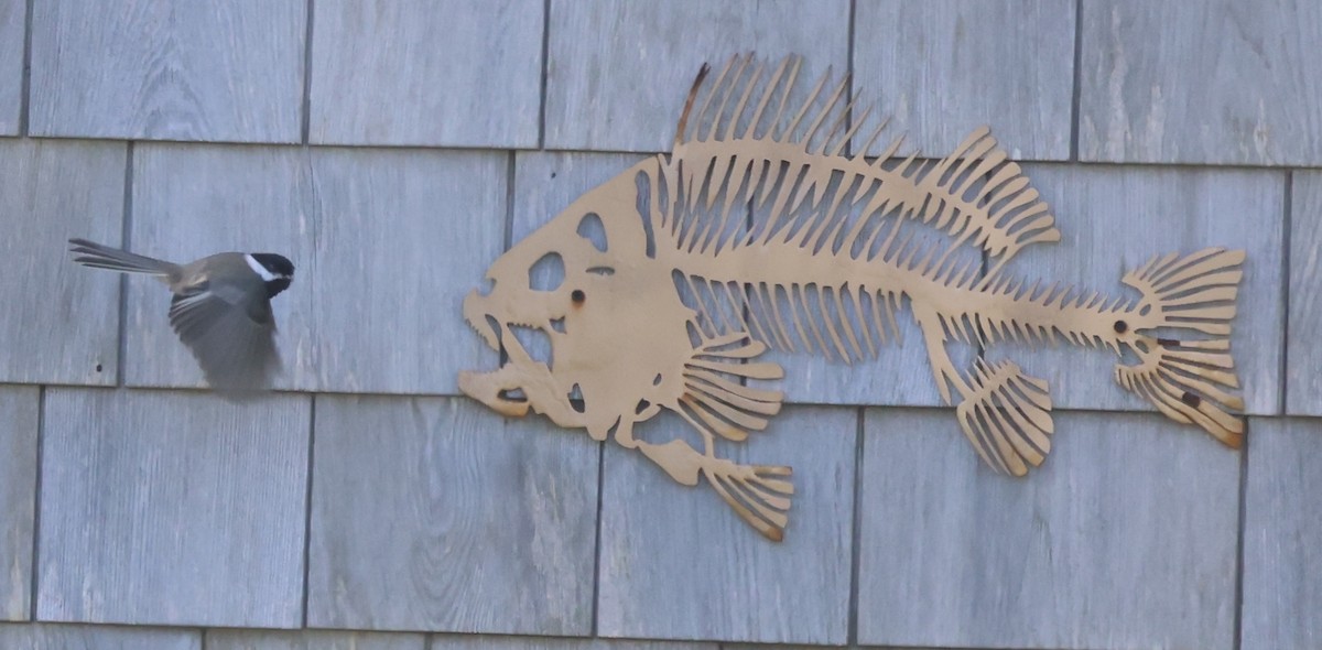 Black-capped Chickadee - ML644334525