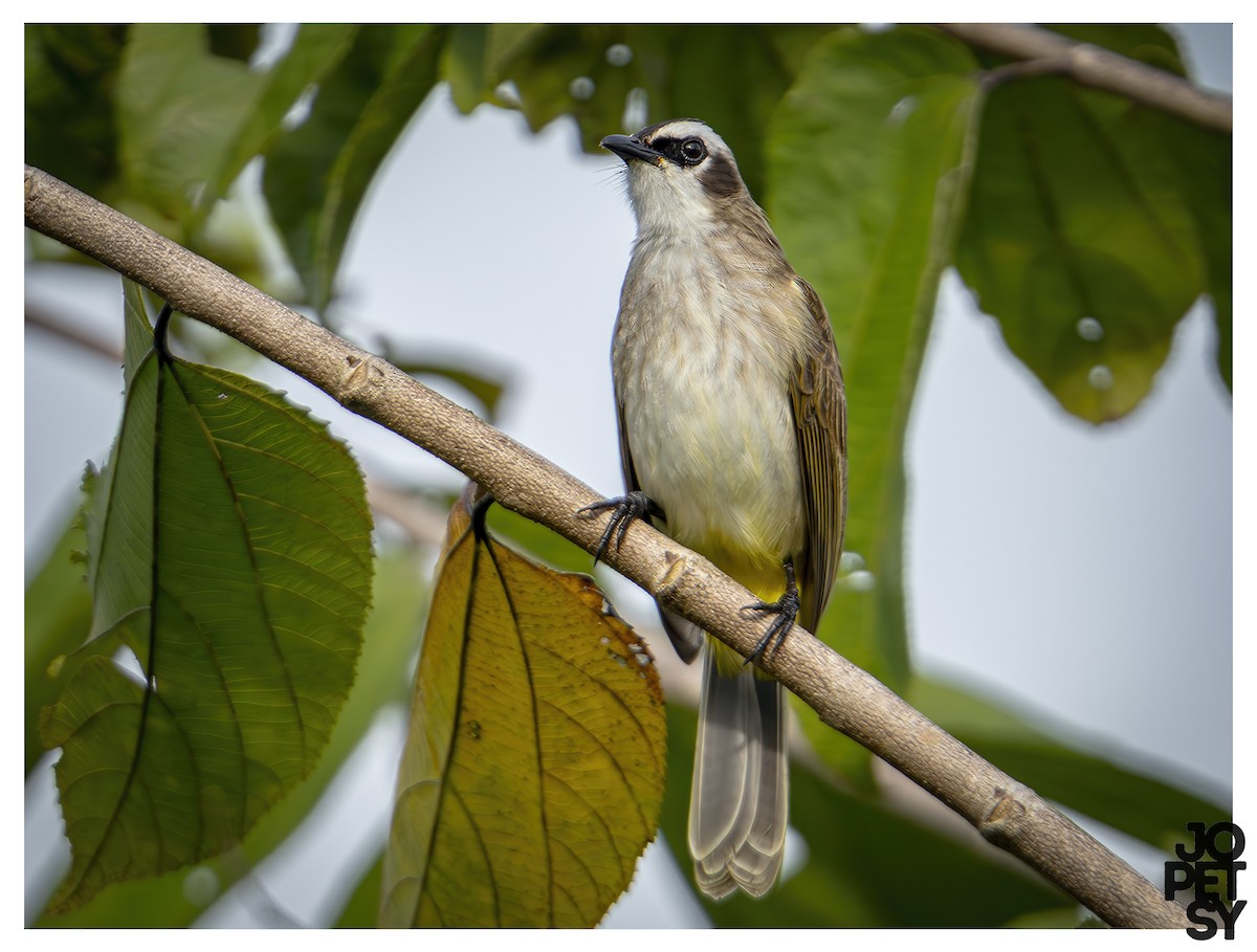 Schwarzzügelbülbül - ML644334529